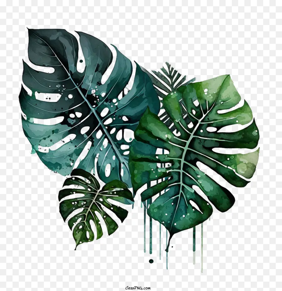 Hoja De Monstruo Vintage，Monstera De La Hoja PNG