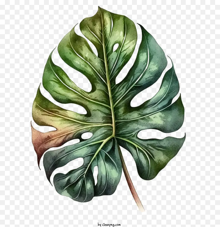 Hoja De Monstruo Vintage，Monstera De La Hoja PNG