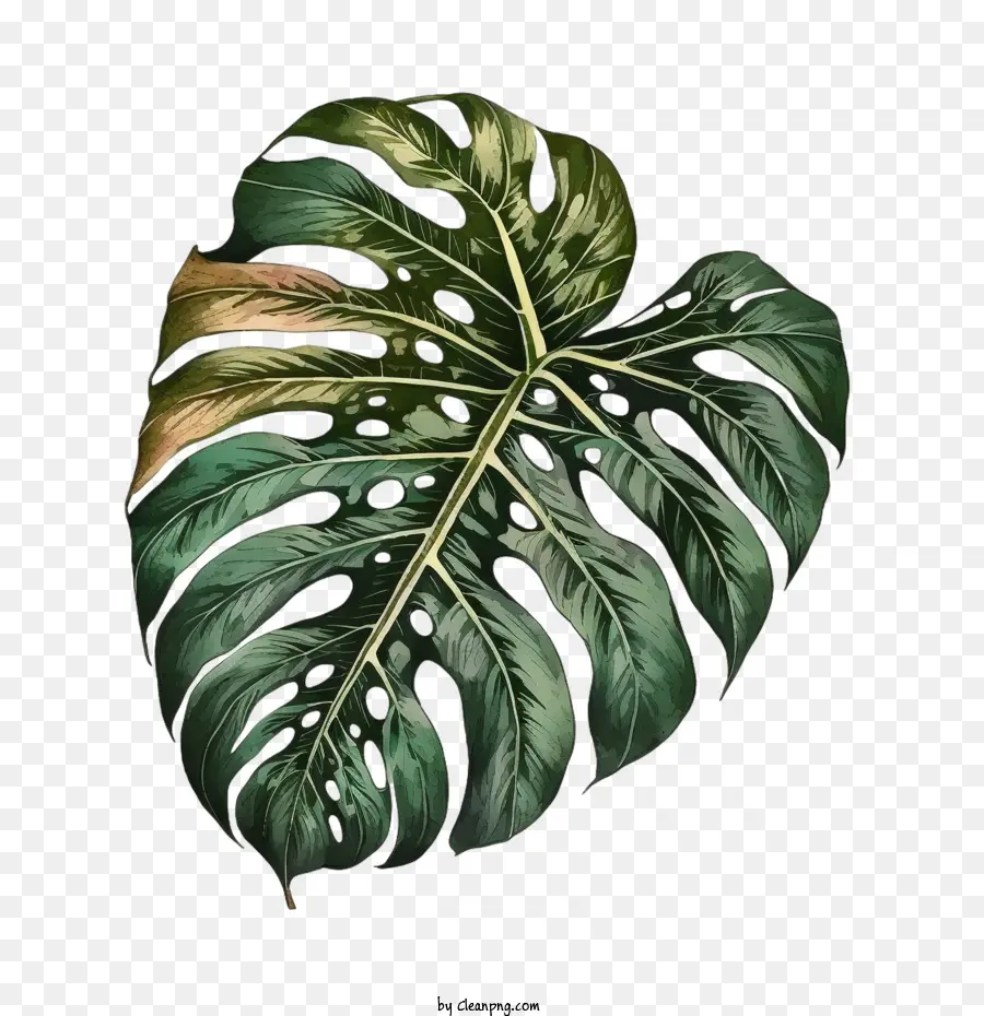 Hoja De Monstera Vintage，Monstera De La Hoja PNG