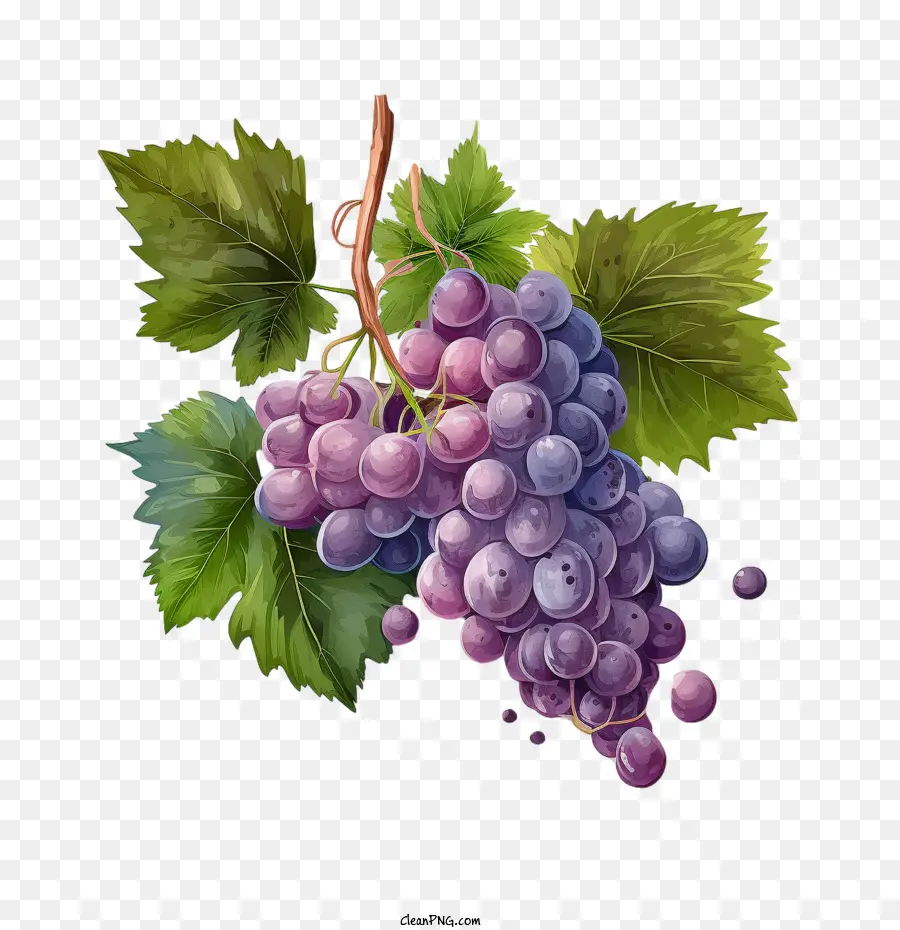 Uvas Maduras，Racimo De Uvas PNG