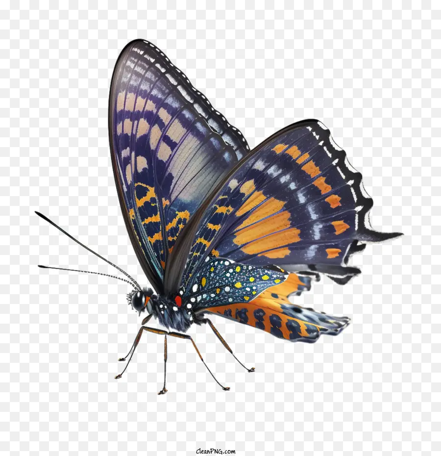 Mariposa，Realista De La Mariposa PNG