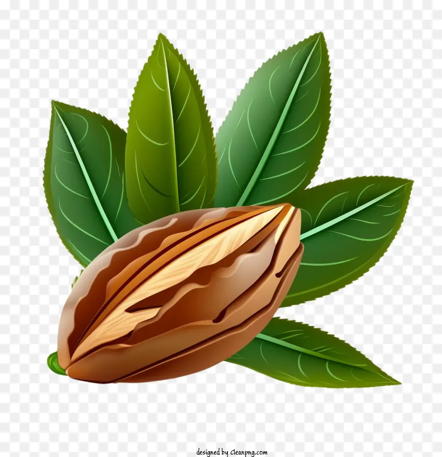 Almendra Nuez，Almendra PNG