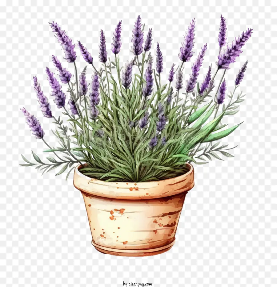 Linda Lavanda，Lavanda En Maceta PNG