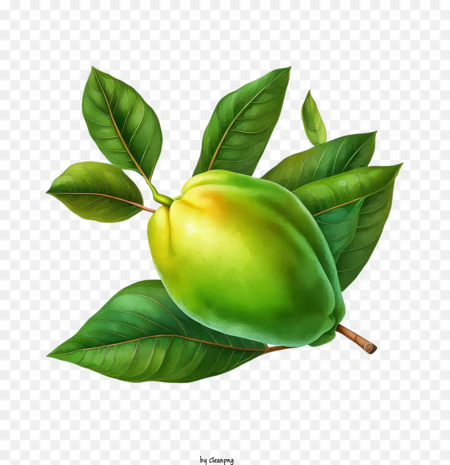 Mango，El Mango Verde PNG