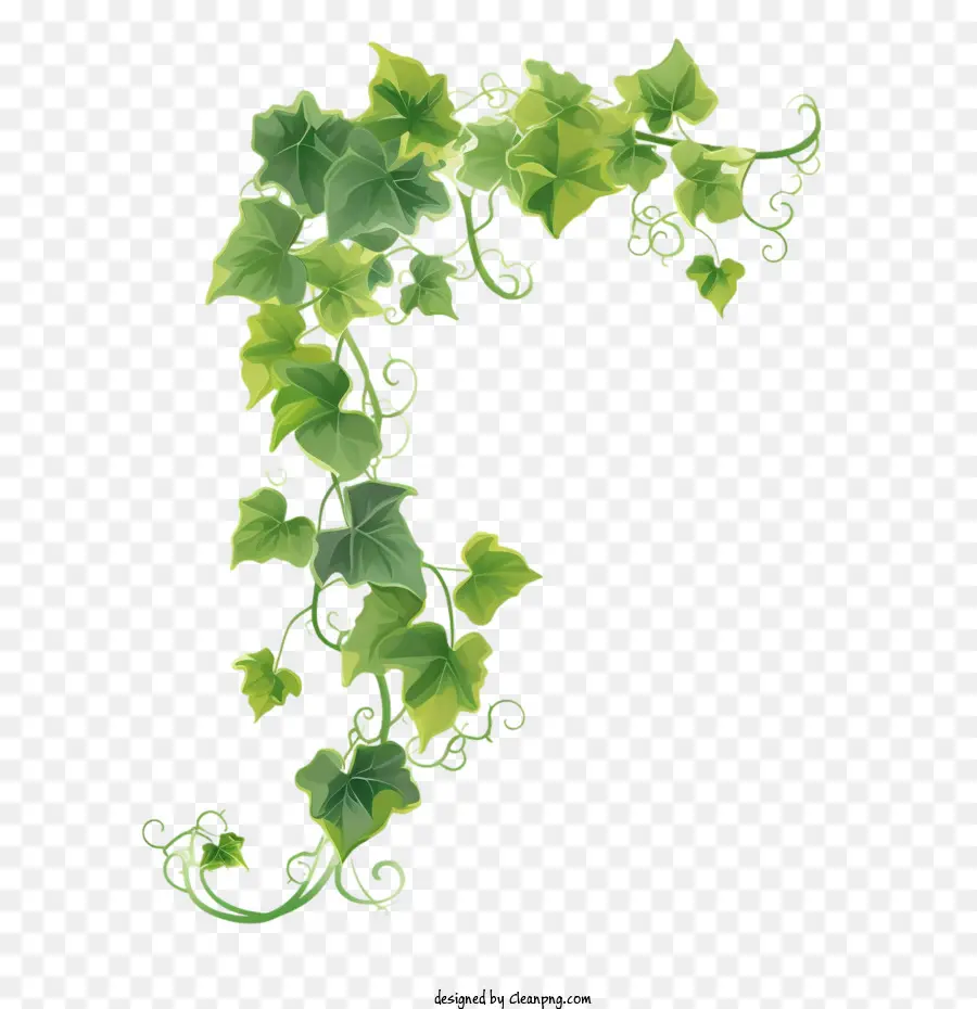 Vid De Hiedra，Plant Vine PNG