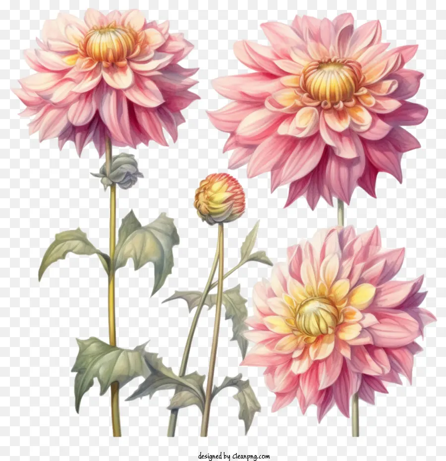 Dalia，Dalia Flor PNG