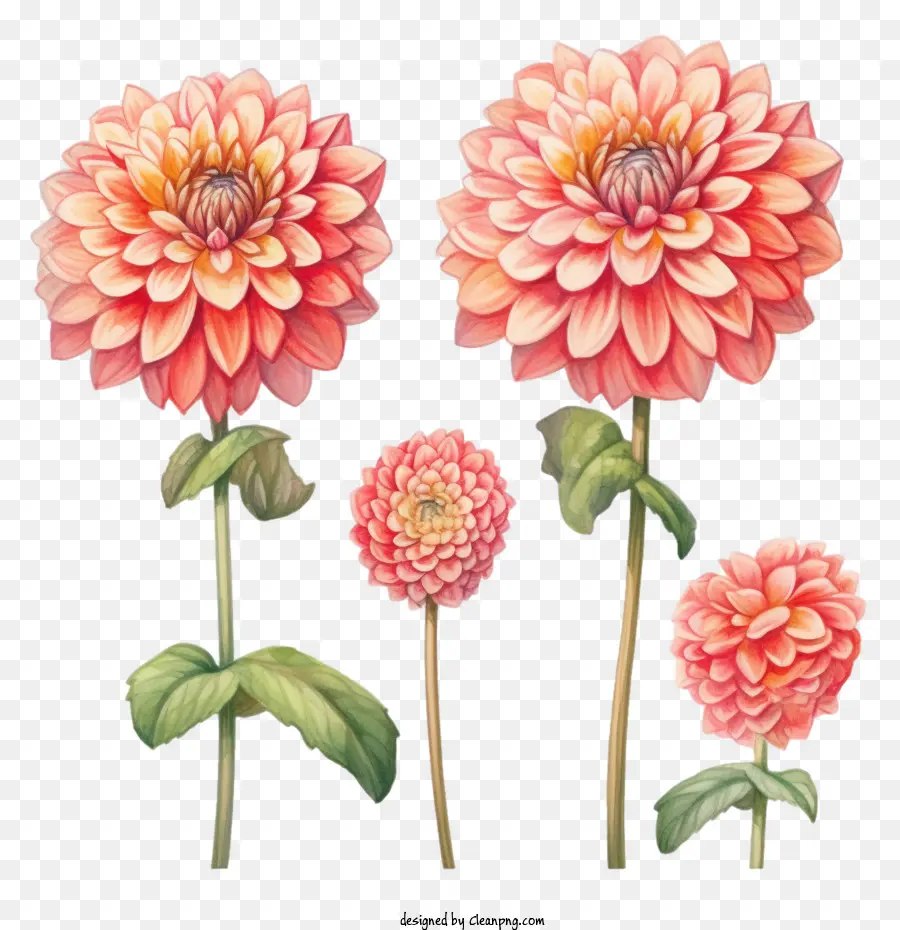 Dalia，Dalia Flor PNG