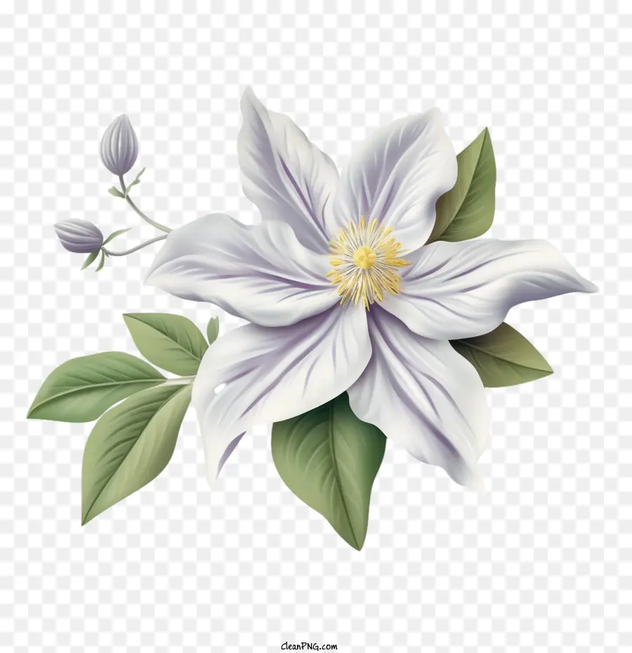 Flor De Clemátide，Flor PNG