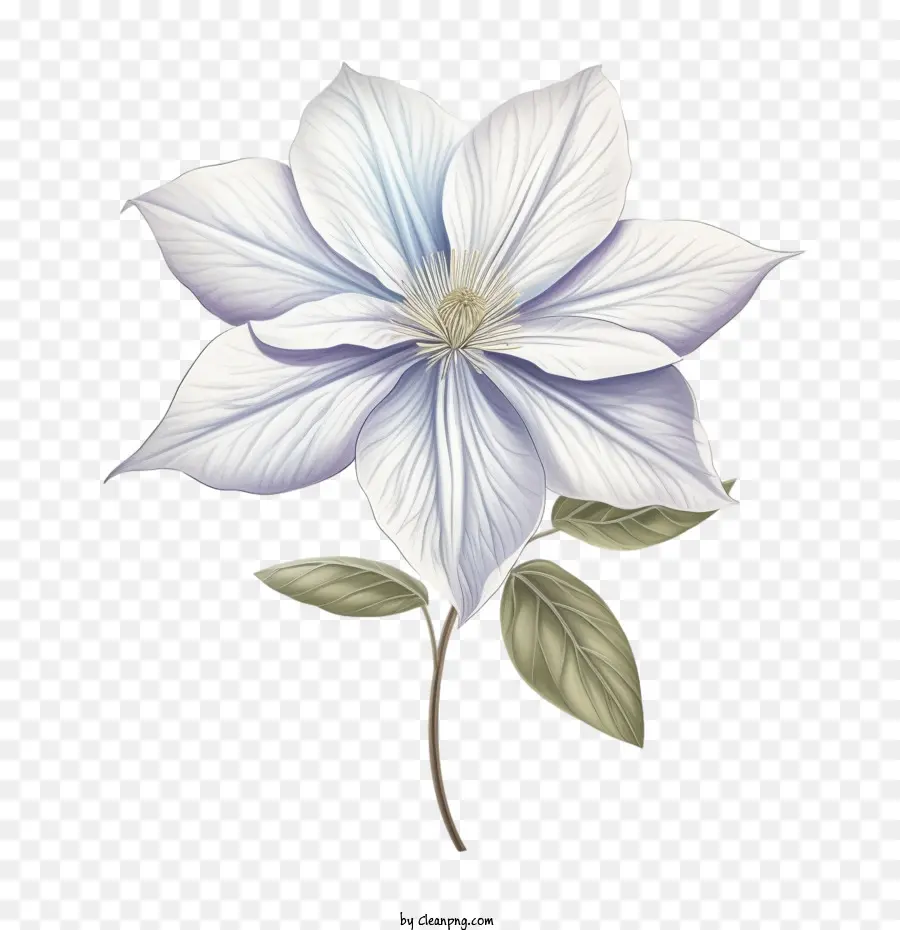 Flor Clemática，Clematis PNG