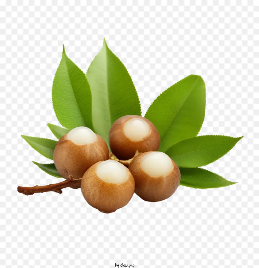 Longan，Fruta Longan PNG