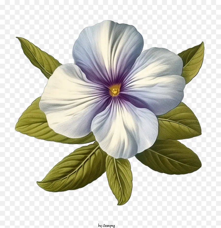 Vinca Flor，Flor Vintage De Vinca PNG