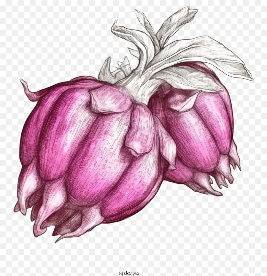 Bosquejo De La Fruta Del Dragón，Flor Rosa PNG