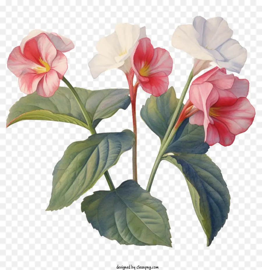 Flor De Impatiens，Flor De Impatiens Acuarela PNG