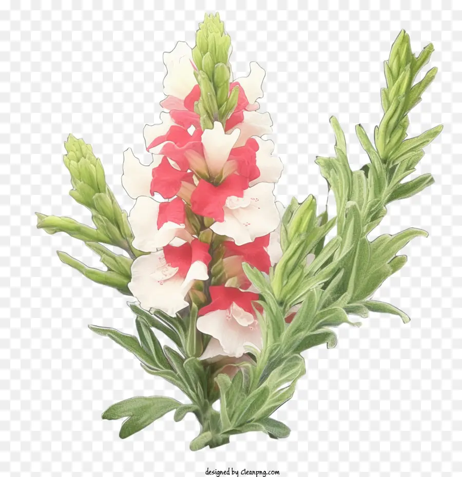 Snapdragon，Snapdragon Plano PNG