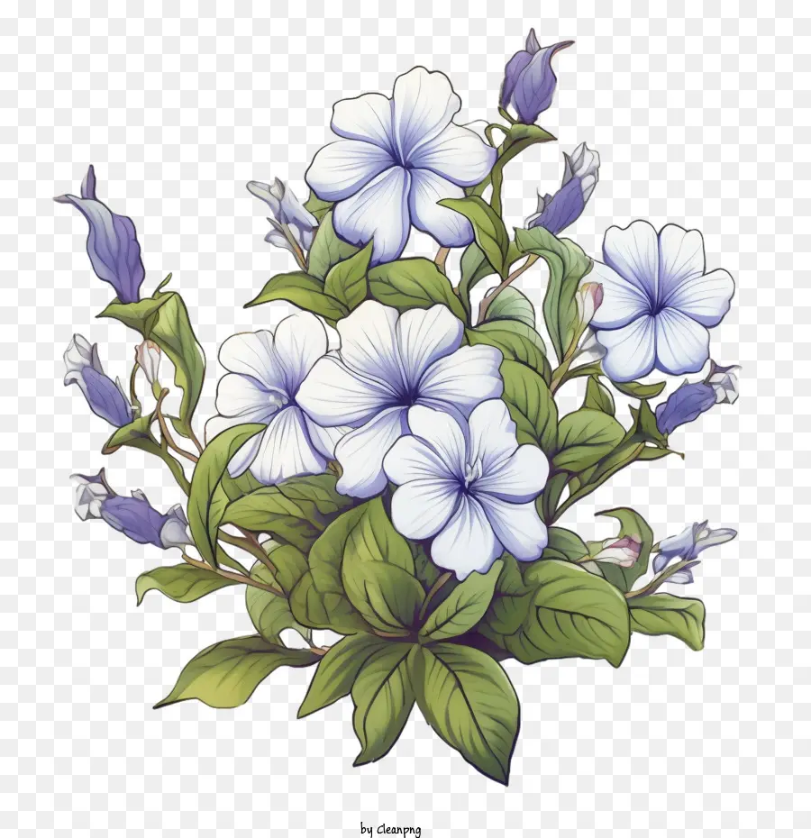 Vinca Flor，Ramo PNG