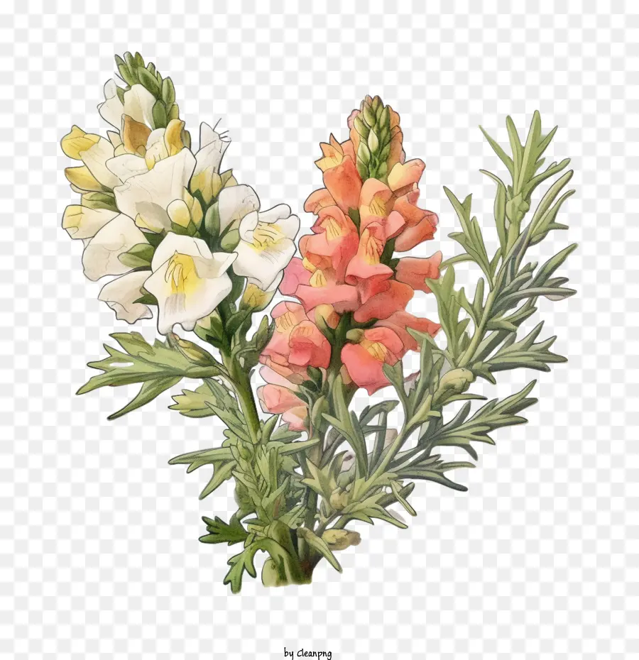 Snapdragon，Snapdragon Plano PNG