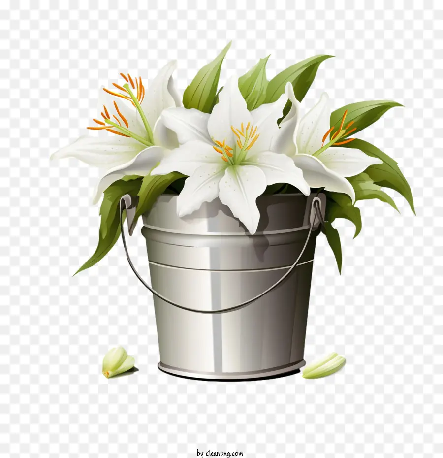 Lily，Flor De Lis PNG