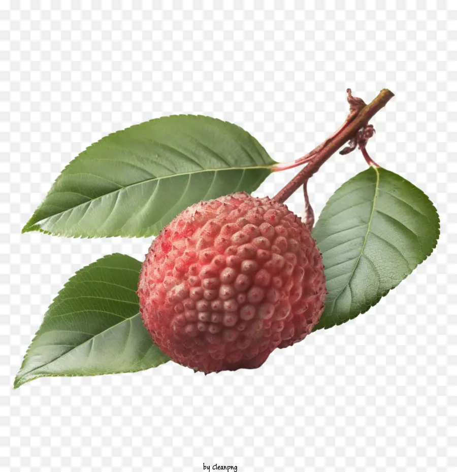 Lichi，Lychee Fruit PNG