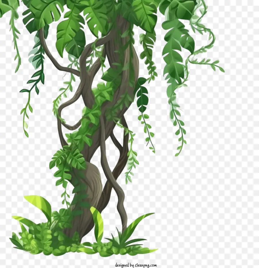 Lianas Frontera Con Tallo，La Selva PNG