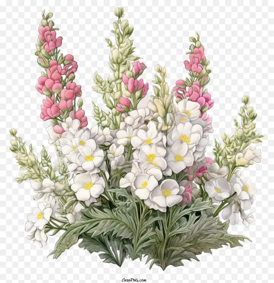 Snapdragon，Snapdragon Flor PNG