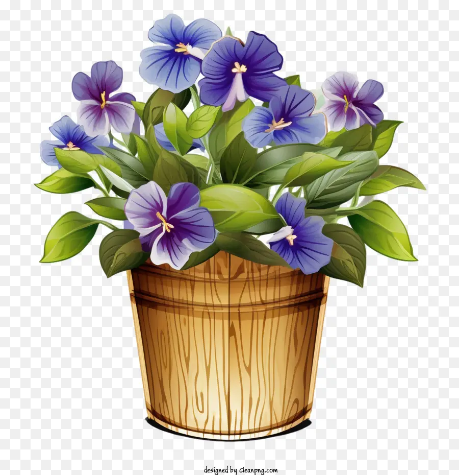 Flor De Vinca，Flor De Vinca En Cubo PNG