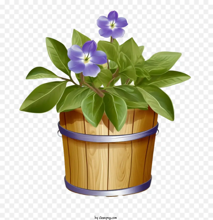 Flor De Vinca，Flor De Vinca En Cubo PNG