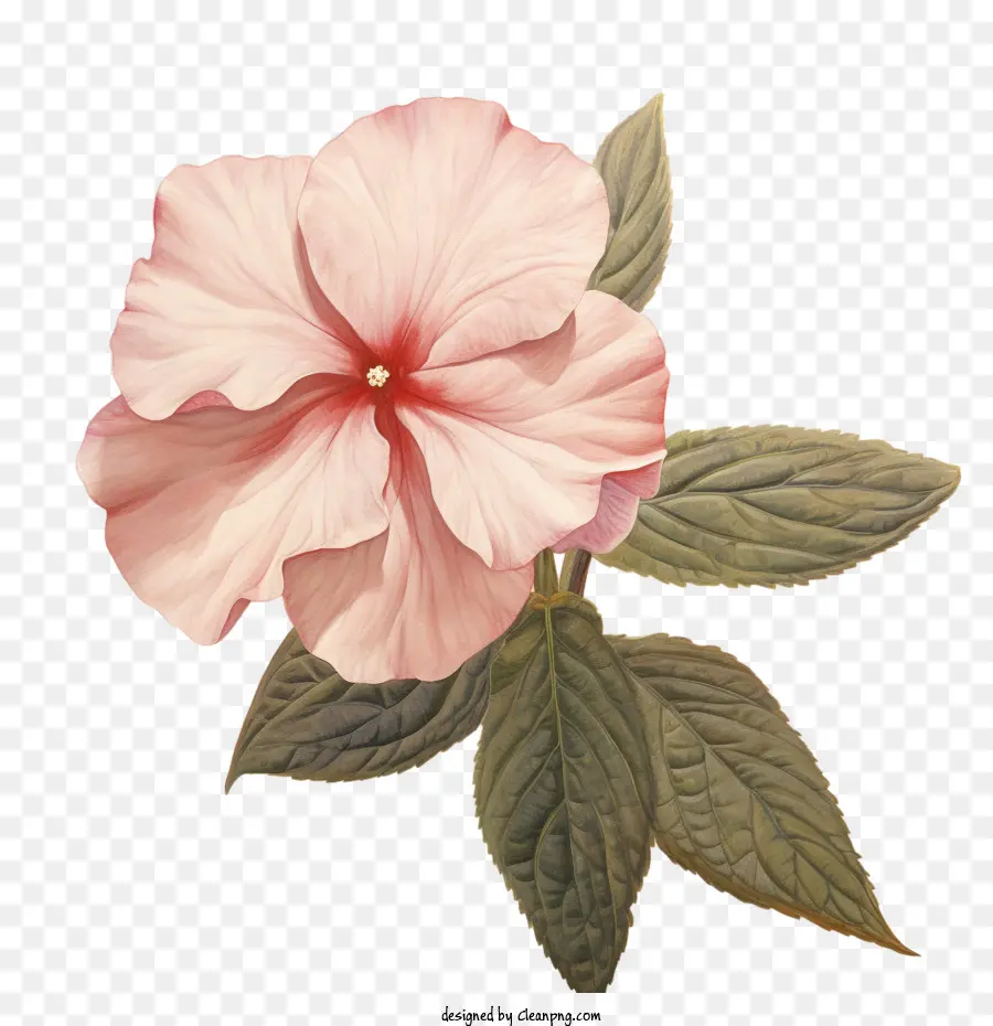 Flor Impatiens，Flor De Los Impatiens Planos PNG