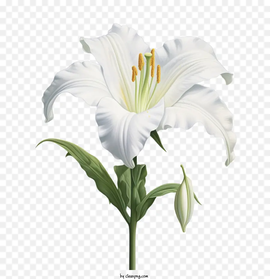 Lily，Lirio 3d PNG