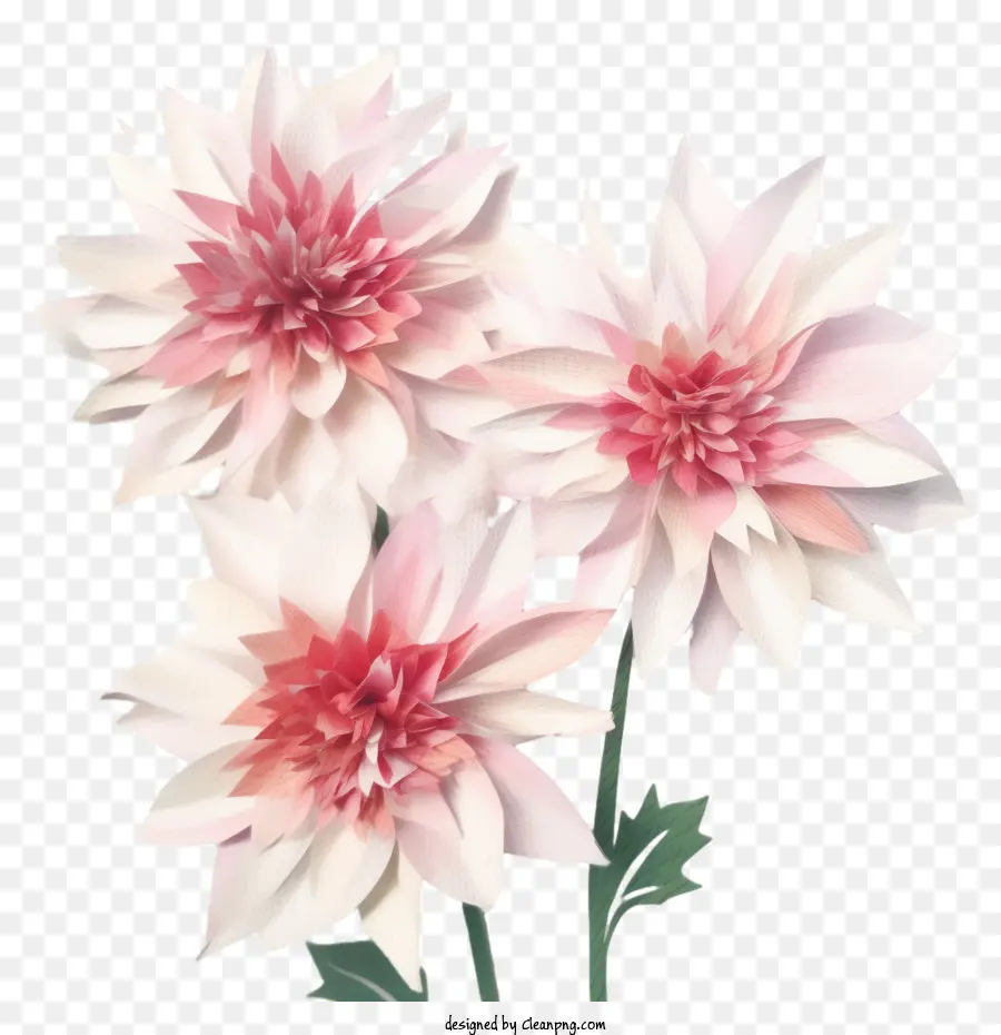 Dalia，Dalia Flor PNG