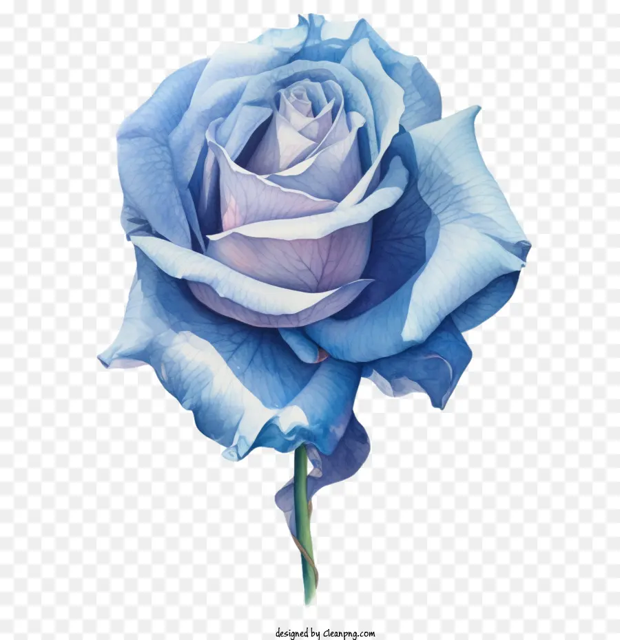 Rosa Azul，Rosa Azul Acuarela PNG