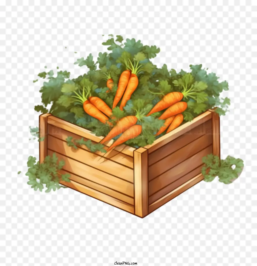 Zanahoria，Las Zanahorias PNG