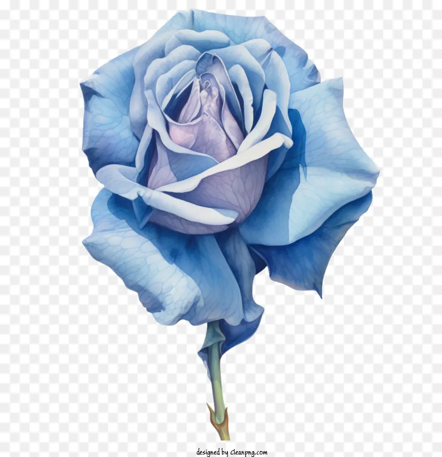 Rosa Azul，Rosa Azul Acuarela PNG