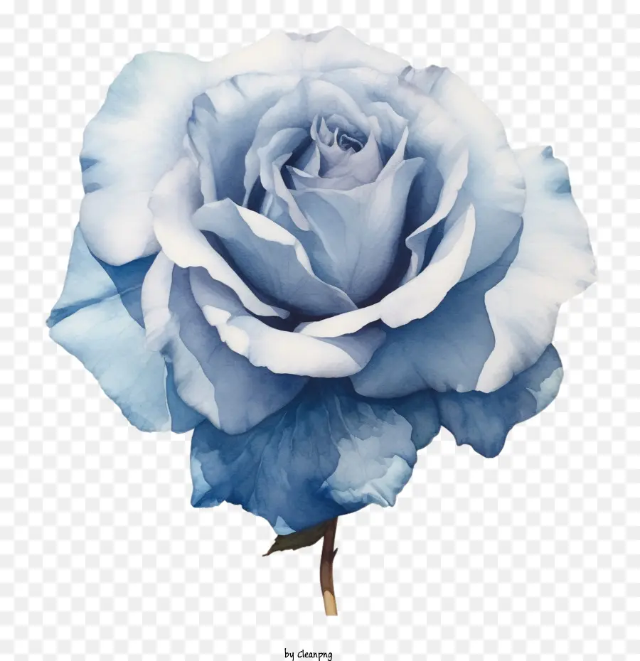 Rosa Azul，Rosa Azul Acuarela PNG