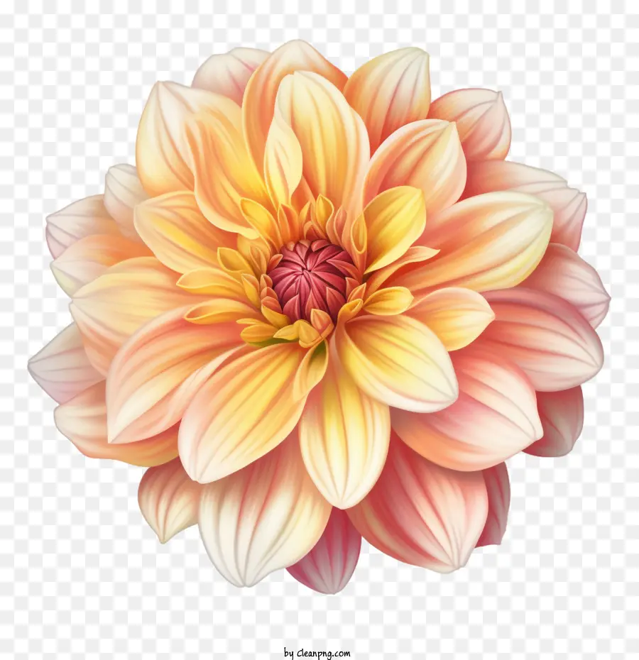 Dalia Flor，Flor PNG