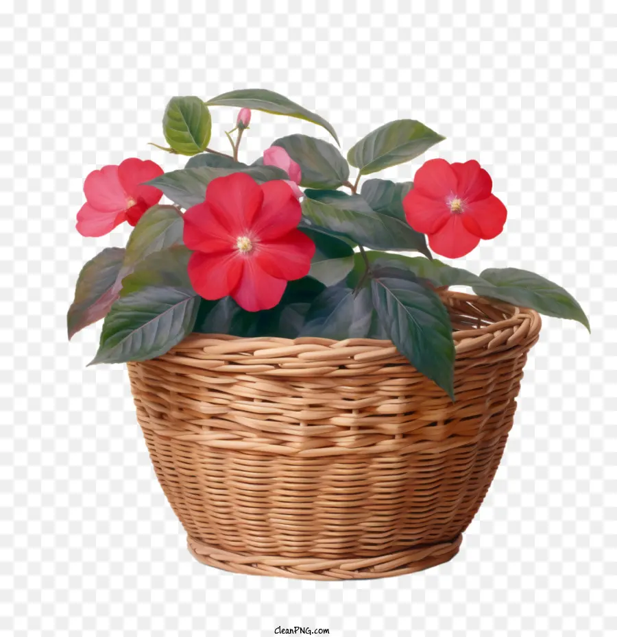 Flor Impatiens，Rojo PNG