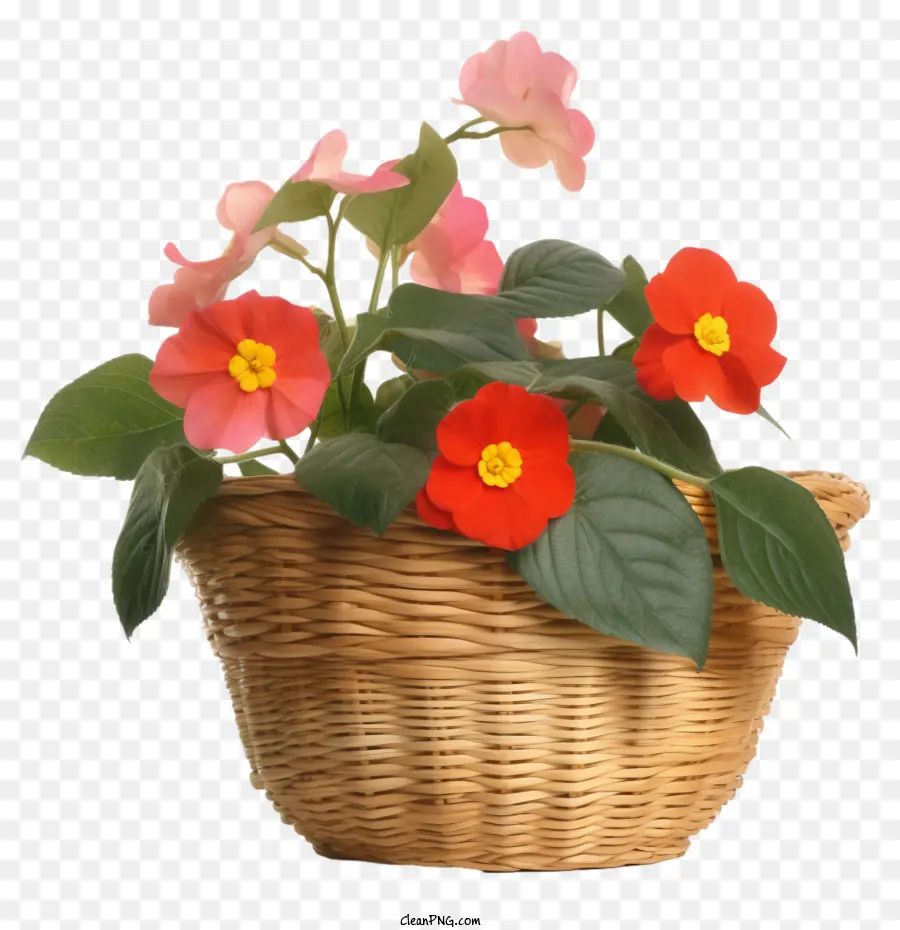 Flor Impatiens，Flor PNG