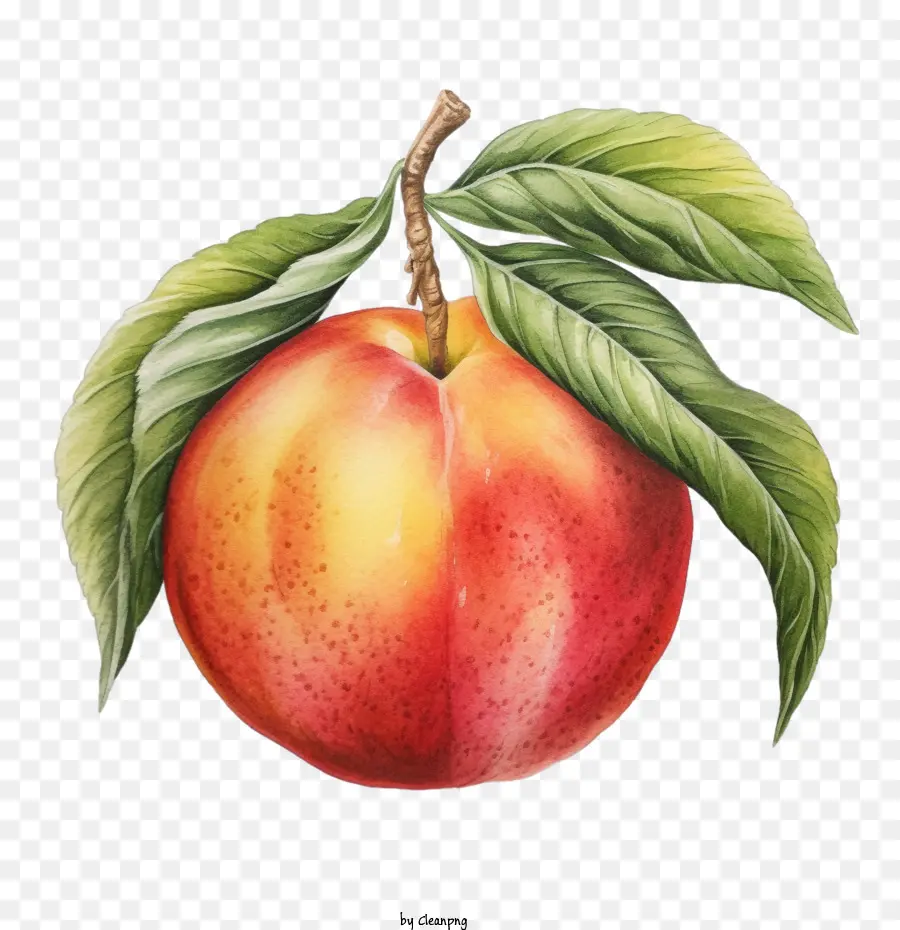 Durazno，Fruta PNG