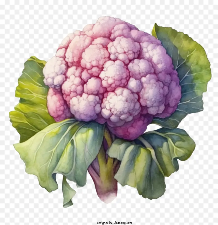 Coliflor，Coliflor Morada PNG