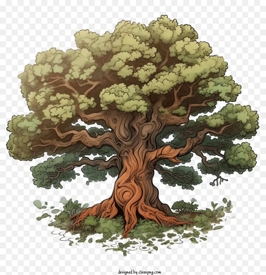 Roble，árbol Antiguo PNG