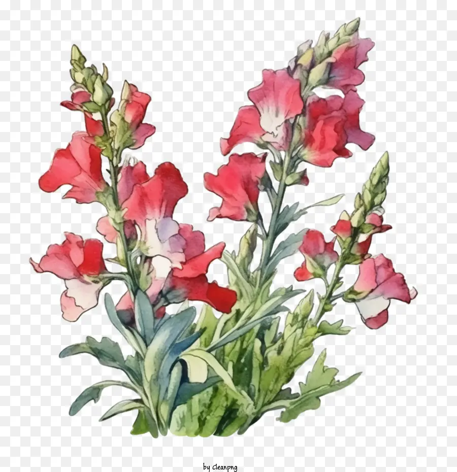 Snapdragon，Snapdragon Flor PNG