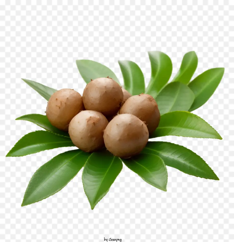 Longan，Fruta Longan PNG