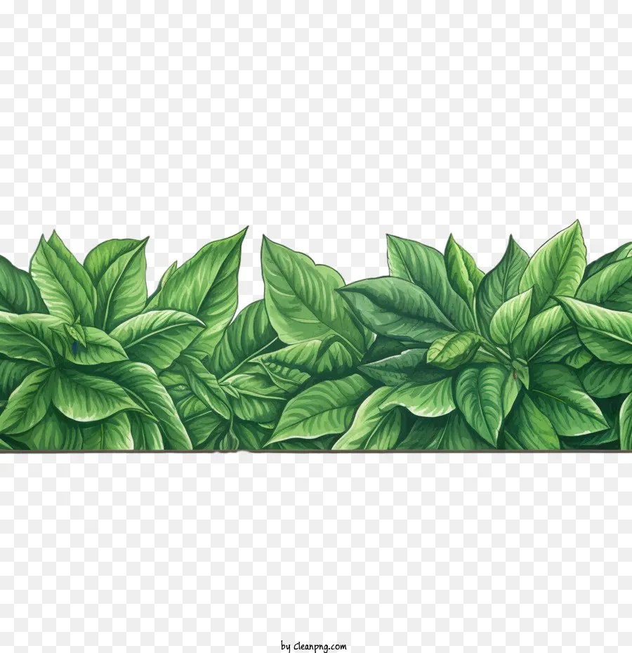 La Hoja De La Frontera，Verde PNG