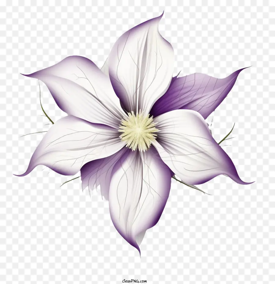 Flor Clemática，Morado PNG