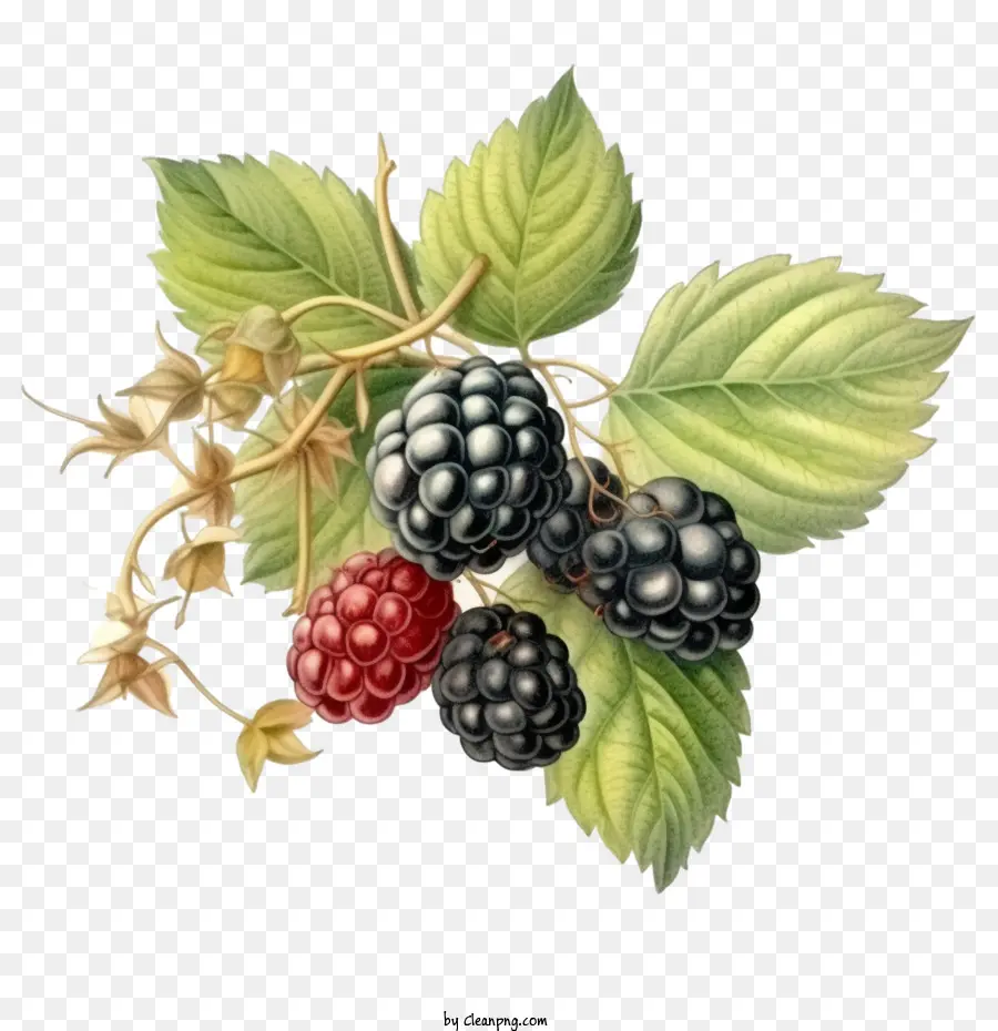 Blackberry，Frambuesa PNG