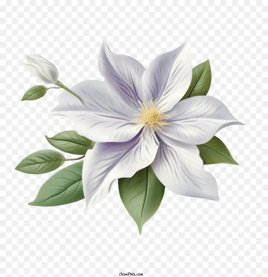 Flor Clemática，Flor Blanca PNG