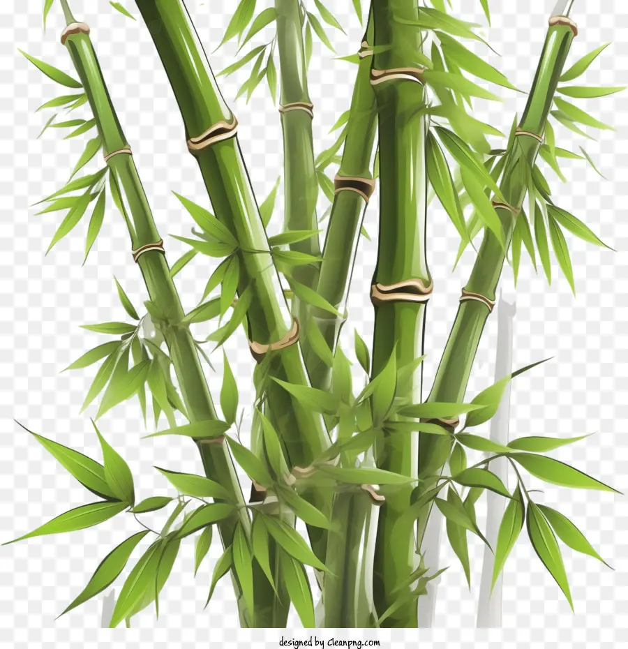 Bambú，Planta PNG