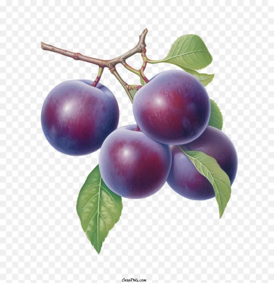 Fruta De Ciruelas，Ciruela PNG