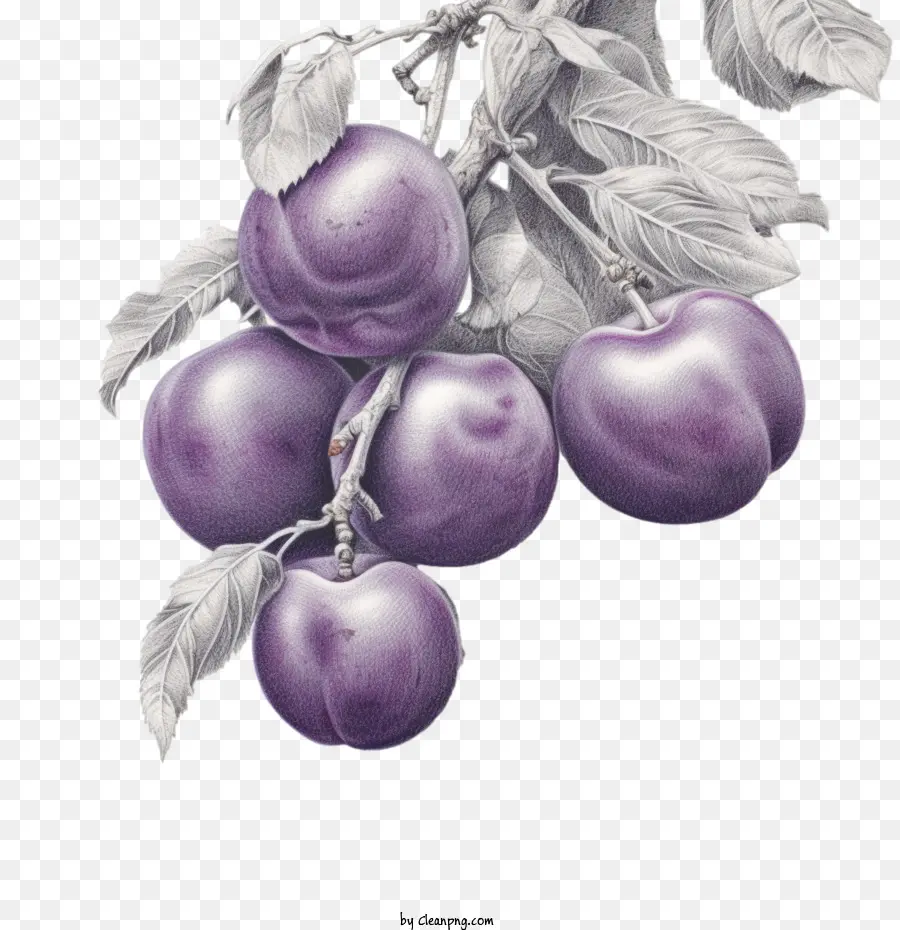 Fruta De Ciruelas，Ciruelas PNG