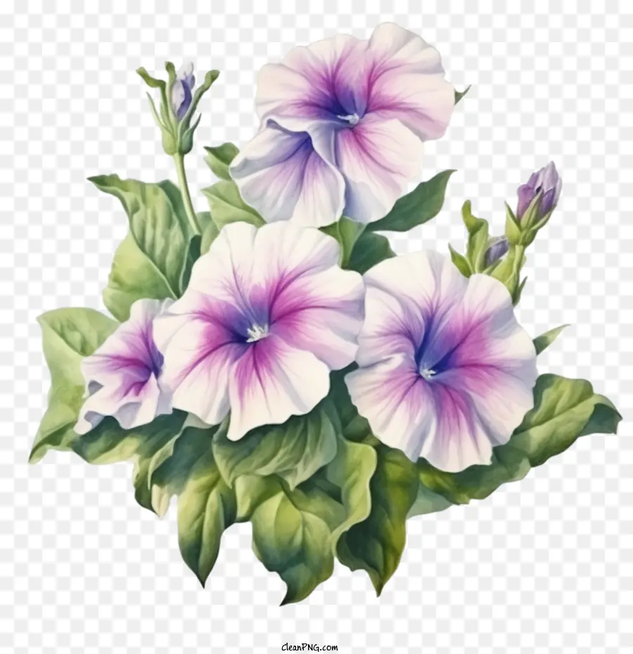 Flor De Petunia，Flores De Petunia PNG