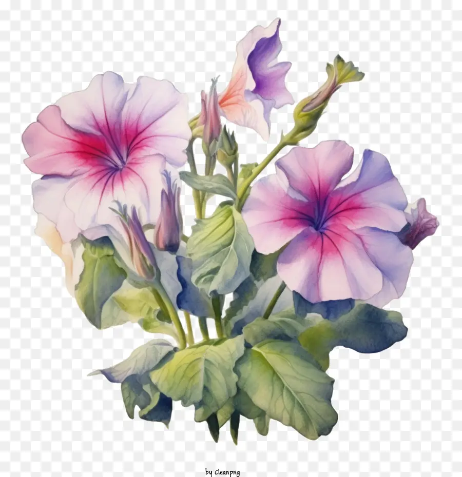 Flor De Petunia，Flores De Color Rosa PNG